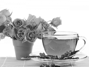 rose, roses, tea