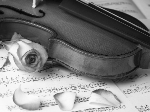 violin, Tunes, rose, Cards