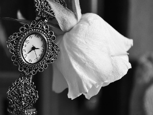 rose, Watch, White