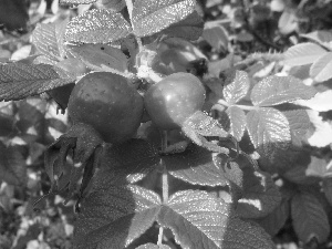 rose, fruit, wild