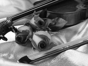 roses, violin, bow