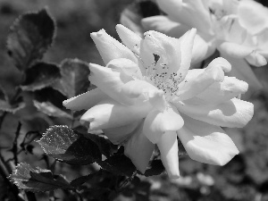 roses, Yellow, developed