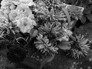 Flowers, roses, Dalia, Chrysanthemums