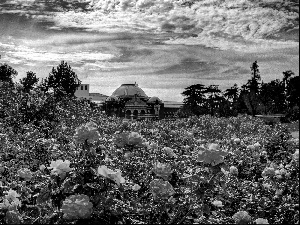 Garden, roses