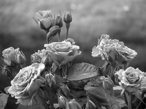 Pink, roses