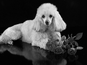 roses, poodle, Red