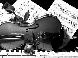 violin, Tunes, roses, Piano