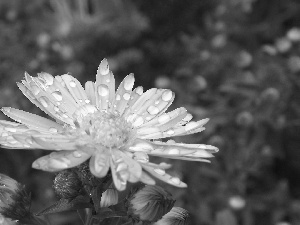 Aster, droplets, Rosy, Violet