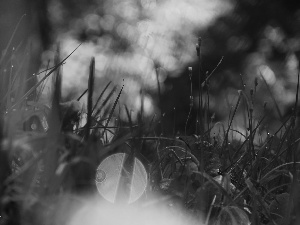 Rosy, grass, drops