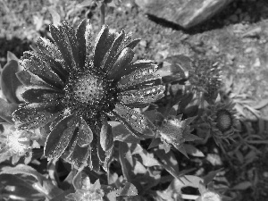 Colourfull Flowers, drops, Rosy, gaillardia aristata