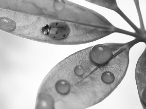 Rosy, ladybird, leaf, drops, Green