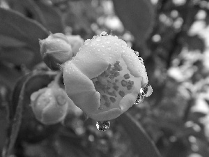 Rosy, Leaf, jasmine, drops, Colourfull Flowers