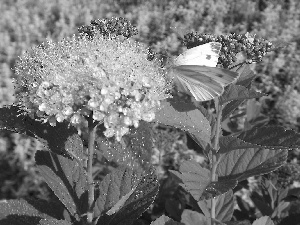 drops, Rosy, Flowers, Physocarpus Opulifolius, Pink