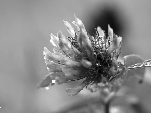 Pink, drops, Rosy, trefoil