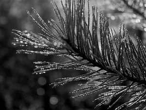 Rosy, trees, pine, drops, branch