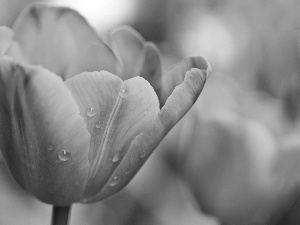 Yellow, drops, Rosy, tulip