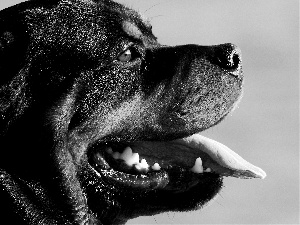 mouth, Rottweiler