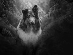 fern, dog, Collie rough