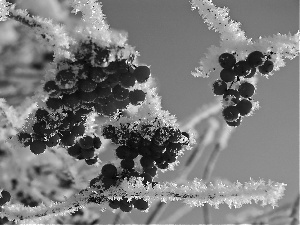 rowan, frosty, Fruits