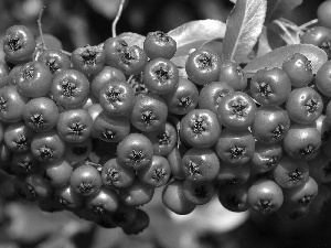 rowan, twig, red