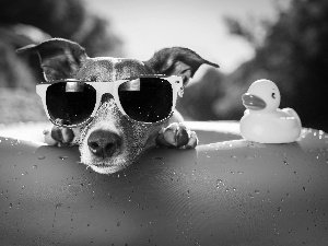 Rubber Swimming-pool and Duck, dog, Glasses