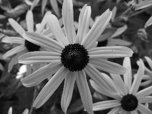 Rudbeckia brilliant