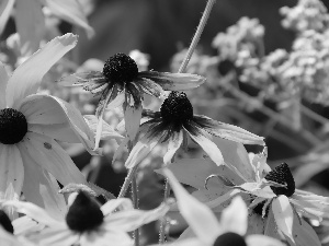 Rudbeckia, Yellow, Flowers