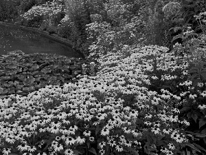 Nenufary, Flowers, Rudbeckia brilliant