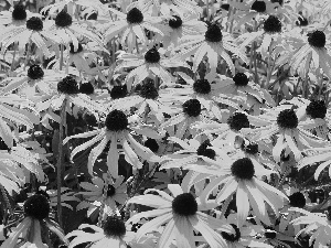 Rudbeckia, Flowers, Yellow