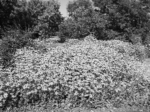 flourishing, Rudbekie