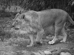 run, Lioness, Stones