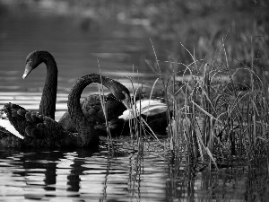 Black, water, rushes, Swan