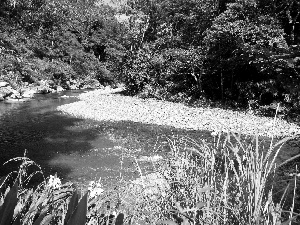 rushes, forest, brook