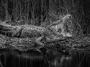 Crocodile, water, rushes, mouth
