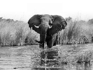 rushes, Elephant, water