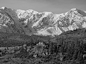 forest, Russia, Mountains, Altai, Snowy