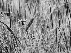 Blue, Ears, rye, cornflowers