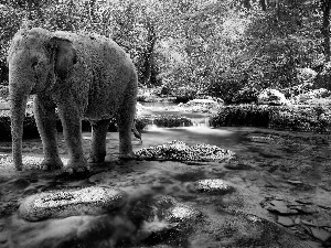 trees, River, sad, Elephant, viewes, Stones