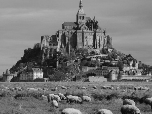 Mount Saint Michel, France, Meadow, Sheep, cloister