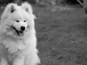 beautiful, Samojed