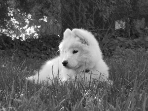 Samojed, honeyed, Puppy