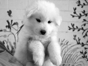 Puppy, Samojed