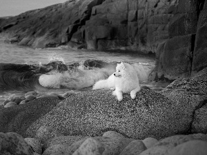 dog, Samojed, Stones, rocks, sea