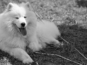 Tounge, Samojed