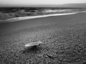 Sand, shell, Beaches