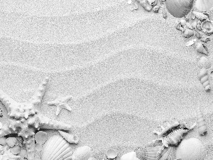 composition, Shells, starfish, Sand