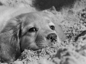 Sand, ginger, dog