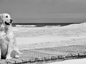 dog, pier, Sand, Beaches