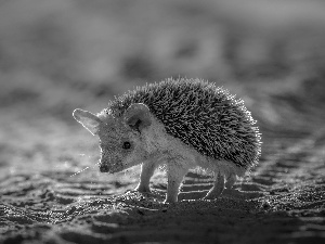 Sand, small, hedgehog