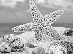 Shells, sea, Sand, starfish
